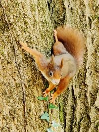 Close-up of squirrel