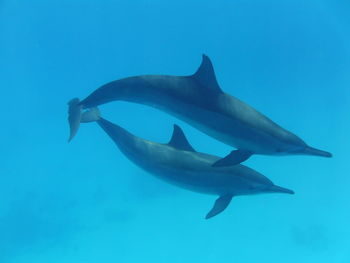 Fish swimming in sea