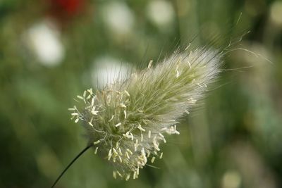 Close-up of pink flowers