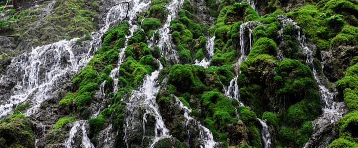 Low angle view of waterfall in forest