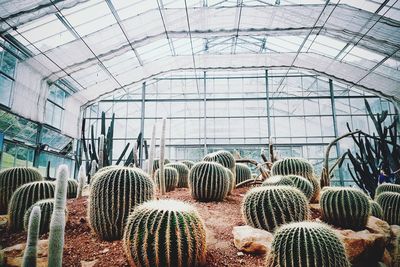 Cactus in greenhouse