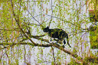 Bird perching on a tree