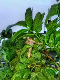 Close-up of green lizard on tree against sky