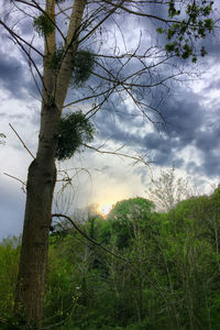 Trees on field against cloudy sky