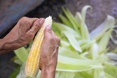 Close-up hands were peeling corn.