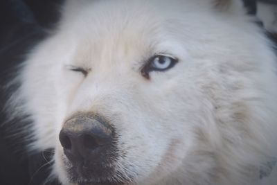 Close-up portrait of white dog