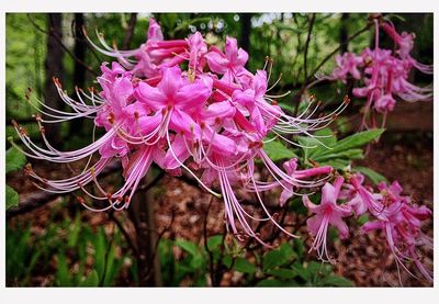 Close-up of pink flowers