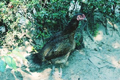 High angle view of chicken on field