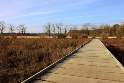 View of empty road along bare trees