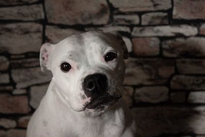 Close-up portrait of dog against wall