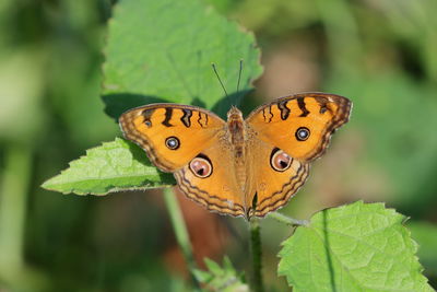 A peacock pansy butterfly