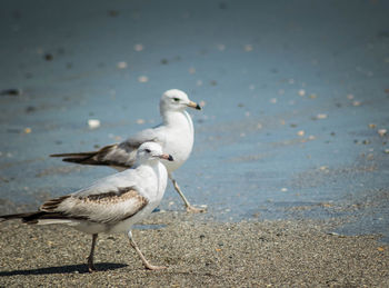 Seagulls walking on wet shore