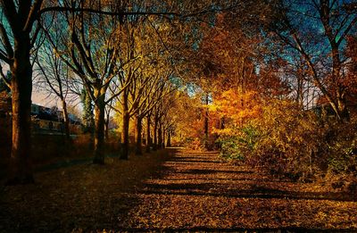 Trees in illuminated autumn at night