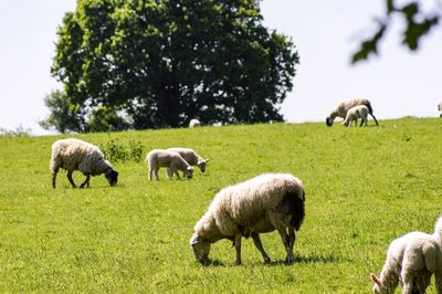 Sheep grazing in a field