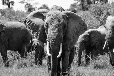 Elephants on grassy field at masai mara national reserve