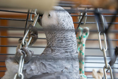 Close-up of a bird in cage