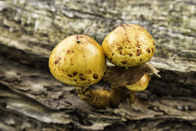 Close-up of mushrooms growing on tree