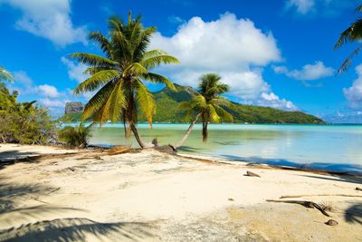 Palm trees on beach against sky