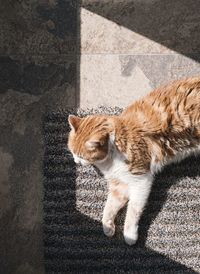 High angle view of cat looking at shadow on city street