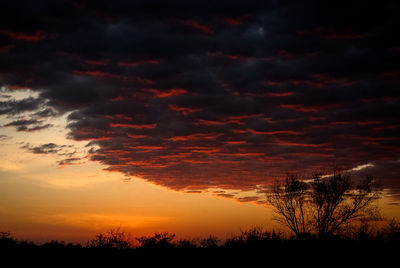 Silhouette trees against dramatic sky during sunset