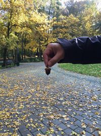 Close-up of hand holding autumn leaves