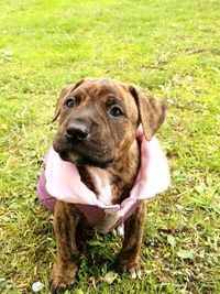 Portrait of dog on field