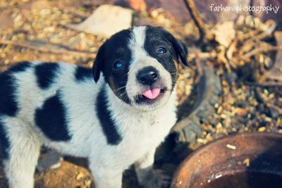 Portrait of dog sticking out tongue