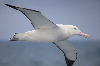 Low angle view of seagull flying