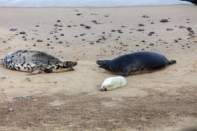 New born seal and mother's 