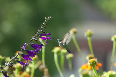 Hummingbird lining up for a feeding