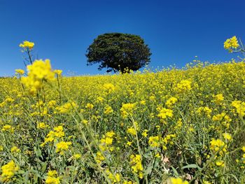 Scenic view of oilseed rape field against sky