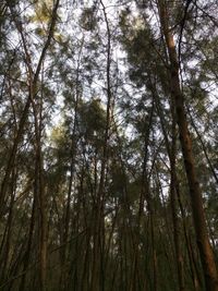 Low angle view of trees in forest against sky