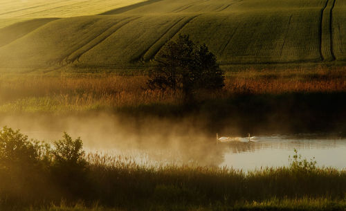 Scenic view of field by lake against sky