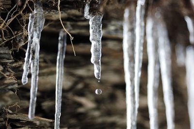 Close-up of icicles on plant during winter