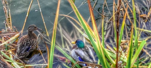 Bird perching on ground