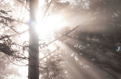 Low angle view of sunlight streaming through trees in forest