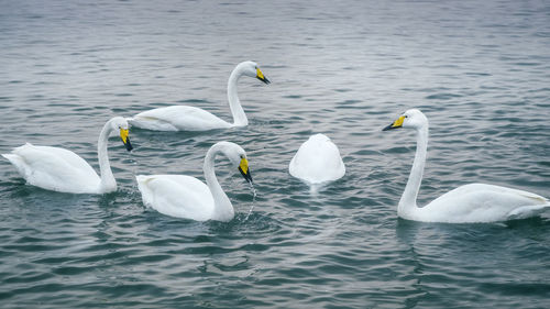 Swans swimming in bay