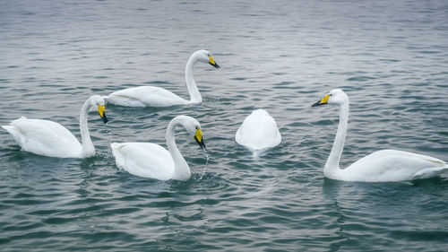 Swans swimming in lake