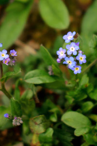 Close-up of purple flowers