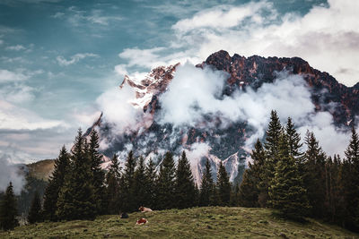 Panoramic shot of trees against sky in forest