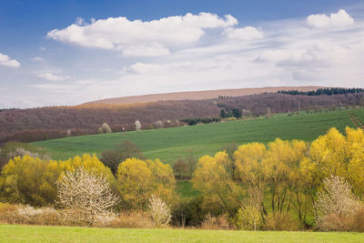 Scenic view of agricultural field against sky