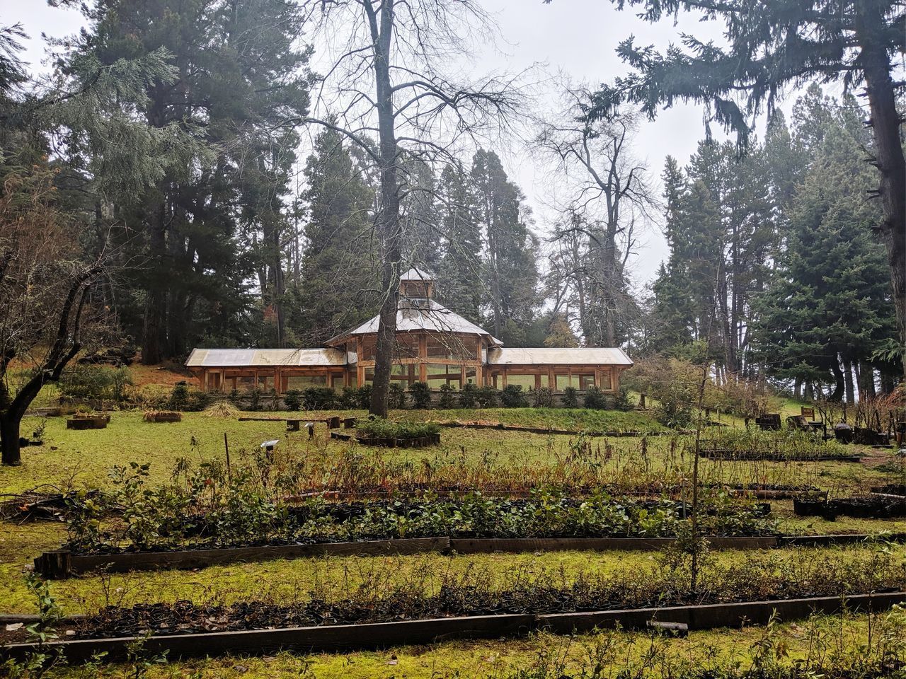 TREES AND PLANTS GROWING ON FIELD IN HOUSE