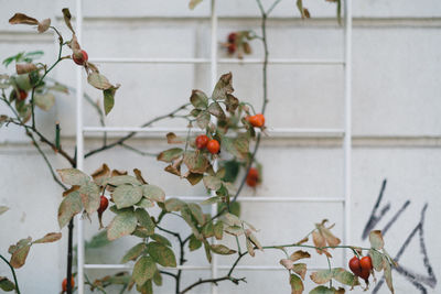 Close-up of fruits growing on plant against wall