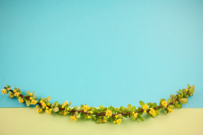 Close-up of yellow flowering plant against blue sky