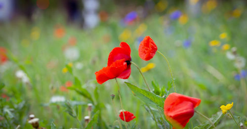 Close-up of red poppy flower on field