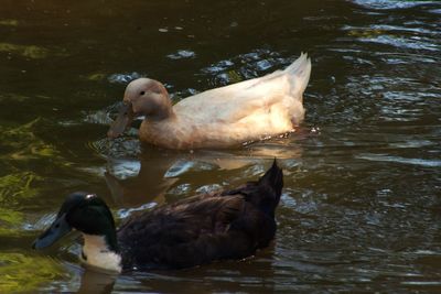 Ducks swimming in lake