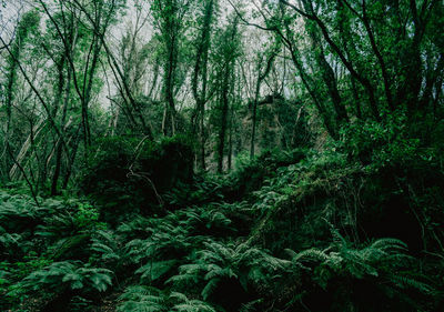 Scenic view of forest