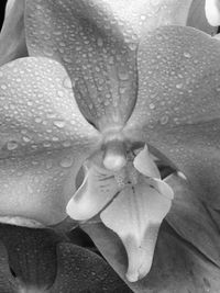 Close-up of flower