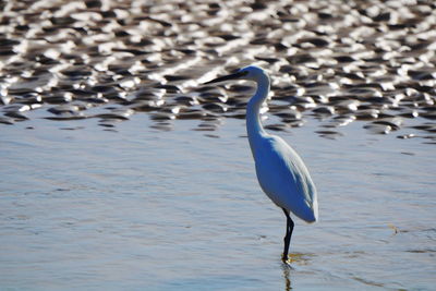 View of heron in lake