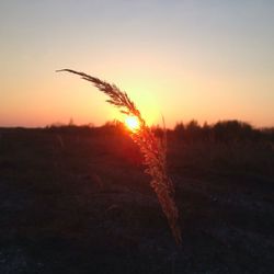 Scenic view of landscape at sunset